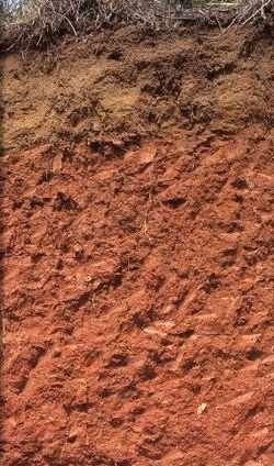10. ULTISOLS commonly known as red clay soils. They are defined as mineral soils which contain no calcareous material anywhere within the soil. Ultisols occur in humid temperate or tropical regions.