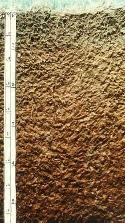 1. ALFISOLS Form in semiarid to humid areas, typically under a hardwood forest cover. They have a clay-enriched subsoil and relatively high native fertility. Refers to aluminum (Al) and iron (Fe).