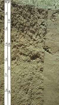 4) ENTISOLS Are defined as soils that do not show any profile
