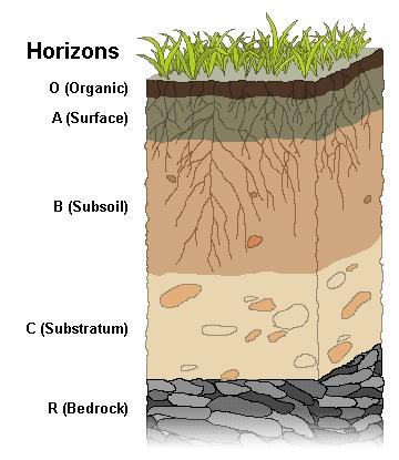 Entisols are the second most abundant soil order (after inceptisols),
