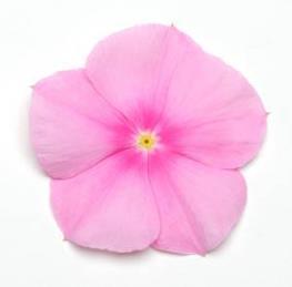Vinca Valiant Height: 6-12 Info: Cascading variety with larger blooms. Ideal for baskets and mix containers.
