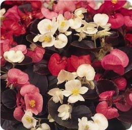 Rose Scarlet Begonia
