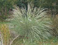 grows to size of large shrub. Wind can carry the tiny seeds up to 20 miles.