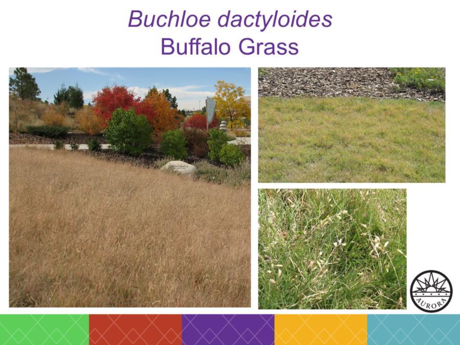 Warm season grass Turf-form Mature height is 3-5 Dormant
