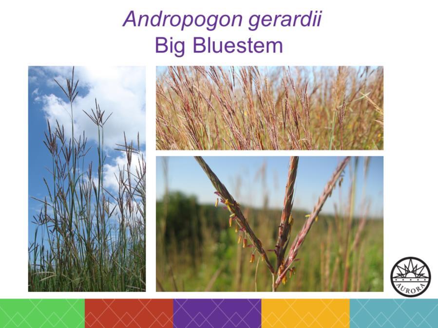 A dominant species in tall grass prairies Clump forming Mature size is