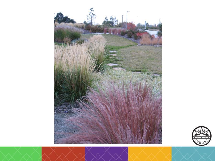 In design, grasses have a multitude of uses in a landscape: meadow,
