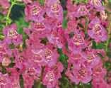 A nice new Angelonia for containers or in the garden.