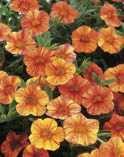 A Proven Winner brand calibrachoa. Similar coloring to Million Bells Terra Cotta, but with less variation.