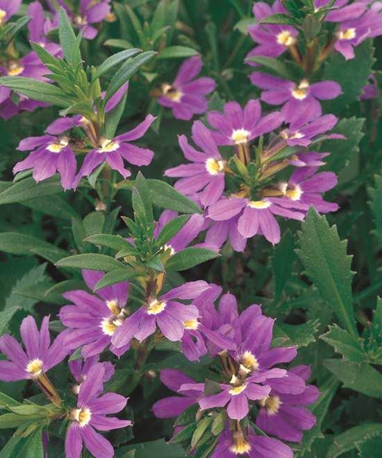 Strong plant is very durable and loves sun and heat. Blooms all summer and through the fall.