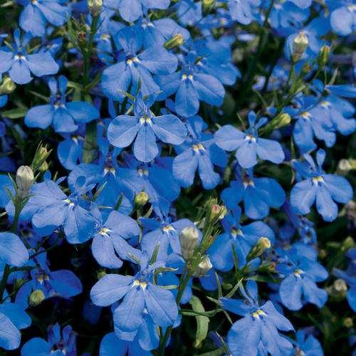 A vigorous trailing lobelia for containers, baskets, window boxes and the garden bed.
