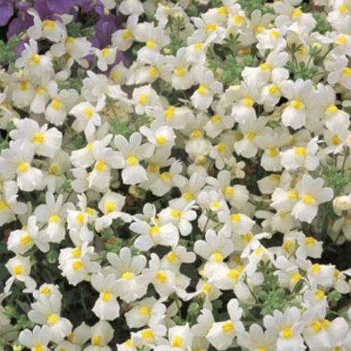 compact habit, fragrant flowers, heat and cold tolerent New Proven Winner variety.