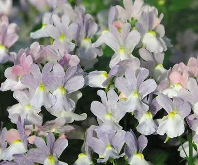Extremely vivid pastel-colored flowers appear in early spring and late fall; sweet fragrance