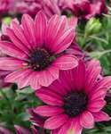 Slightly cupped flowers on neat and compact plants. Bloom early spring through fall.
