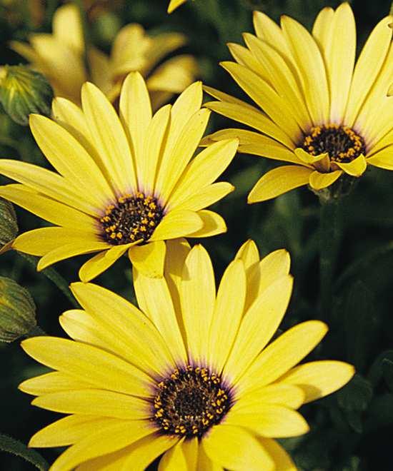Osteospermums have historically lost their flowers during the hot summer months (August here