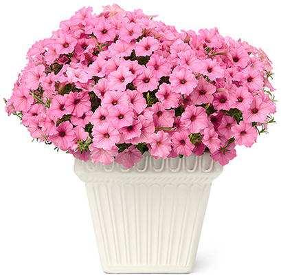 Pink 12-16" tall by Great series of supertunias offers loads of flowers on well-formed