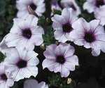 offers loads of flowers on well-formed plants.