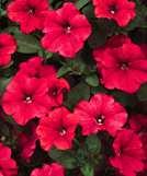 Supertunia Red Red 12-14" tall by The best plant habit of all the red trailing petunias.