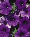 Royal Velvet supertunia is close to being day length neutral.