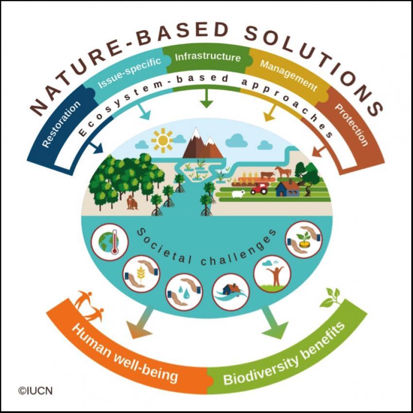 Agenda Introduction to nature-based solutions Case studies Nature-based solutions in a post-disaster environment Barriers to