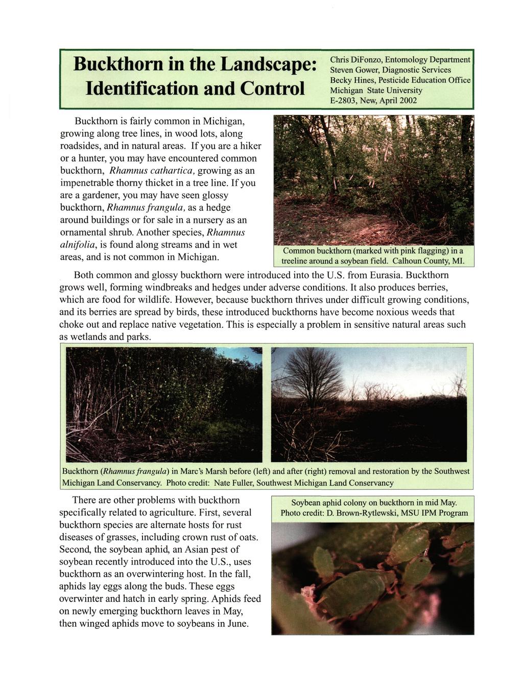 Buckthorn in the Landscape: Identification and Control Buckthorn is fairly common in Michigan, growing along tree lines, in wood lots, along roadsides, and in natural areas.