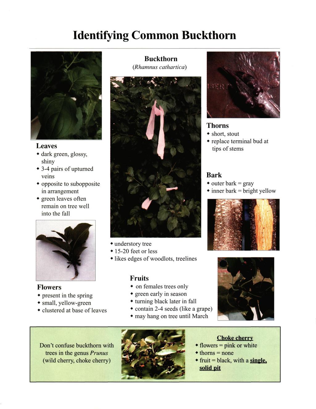 Identifying Common Buckthorn Buckthorn (Rhamnus cathartica) Thorns short, stout replace terminal bud at tips of stems Leaves dark green, glossy, shiny 3-4 pairs of upturned veins opposite to