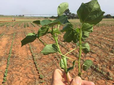 The old adage that cotton is a heat loving plant is false. Cotton is a heat tolerant plant. Nothing including myself does well in this heat and conditions.