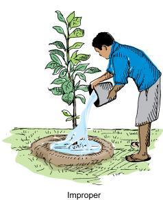 Do not pour all water at once. Applying all at once washes away soil. Apply water close to the soil surface.