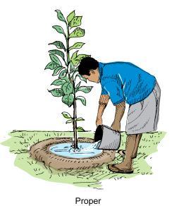 General Guidelines for Manual Irrigation: Fill the basin surrounding the base of the plant.