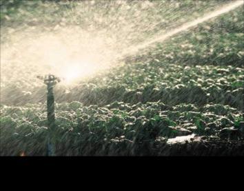 Selecting a Hose-End Sprinkler: Choose one that sprays large water drops, close to the ground. Avoid sprinklers that produce fine streams of water high into the air.