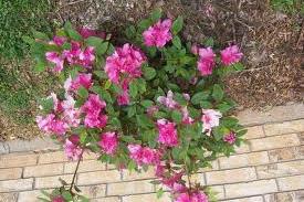 lots): Name Knockout Rose Encore Azaleas Dianthus Phlox