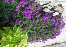 purple flowers in late spring 20 X 3 perennial, white or