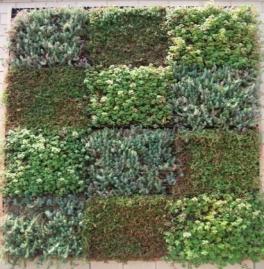 Upon purchasing the raw materials 20" x 20" x 2" plastic grid trays, mineral soil and three different varieties of sedum the 12 wall panels