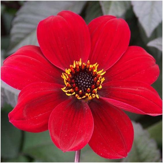 8013 90cm h Plant 30 cm deep 75 cm apart The almost-perfect dahlia in the Bishop Group which has in my view