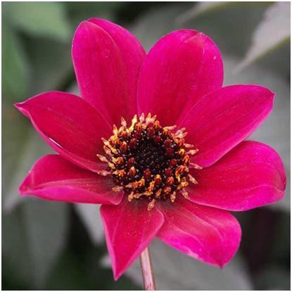 It has delicious velvety, crimson single flowers and characteristic dark leaves.