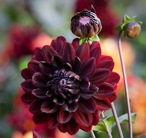 A truly lovely brand new dahlia, which like Rosamunda is excellent for planting in a mixed border with shrubs and herbaceous perennials. - See more at: http://www.
