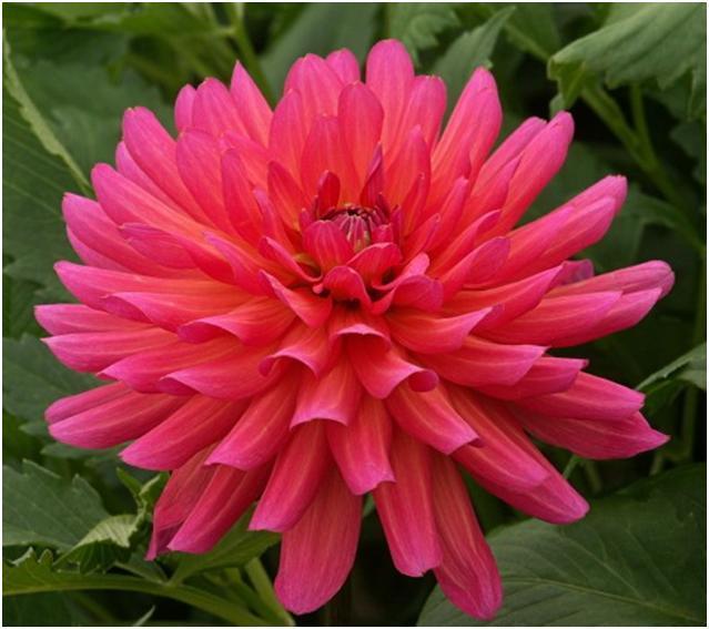 Karma Fuchiana Catalogue No: 1012 Colour: Dark Pink & Orange Blends Description: Small Decorative - Flower size between 102mm/4 inches and 152mm/6 inches