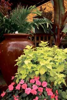 oaklandnursery.com for detailed descriptions Greenhouse Plants & Tropicals!