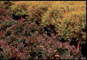 Start Small, But With Quality #1 Landscape Sized Shrubs 4 99