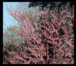 Red Buds Oak Dogwood River Birch Flowering Pear Maple Black Gum Jane Magnolia Serviceberry