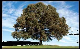 Great tree for small landscapes. Can r 12 feet when mature. #15, 5-6 ft... 149.