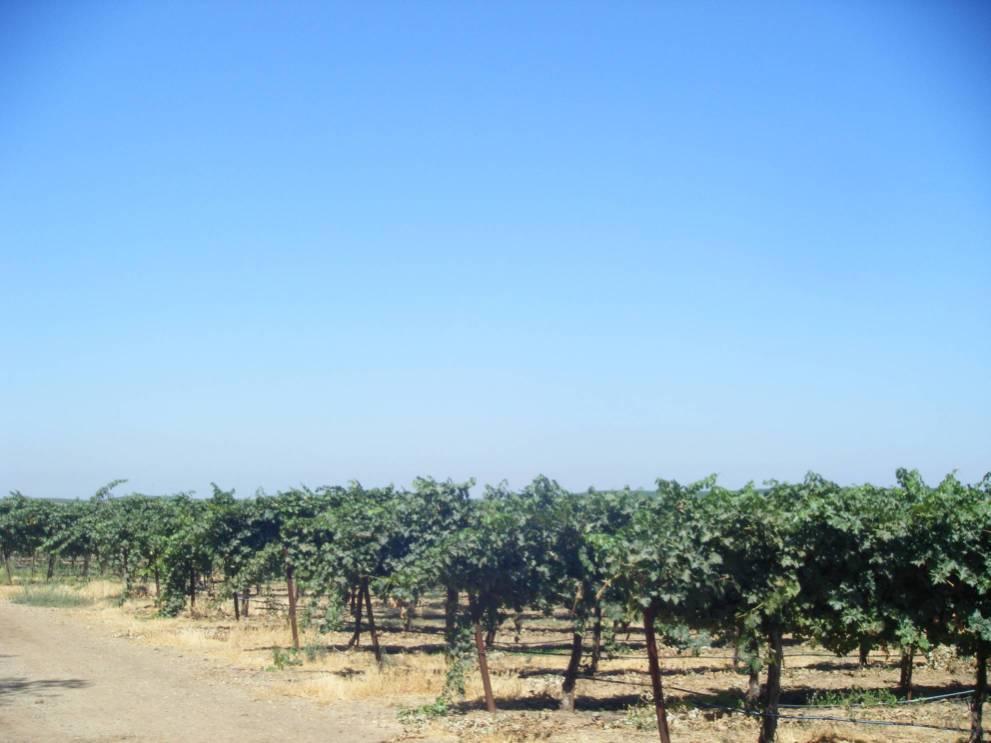 Vineyard Variability Due To