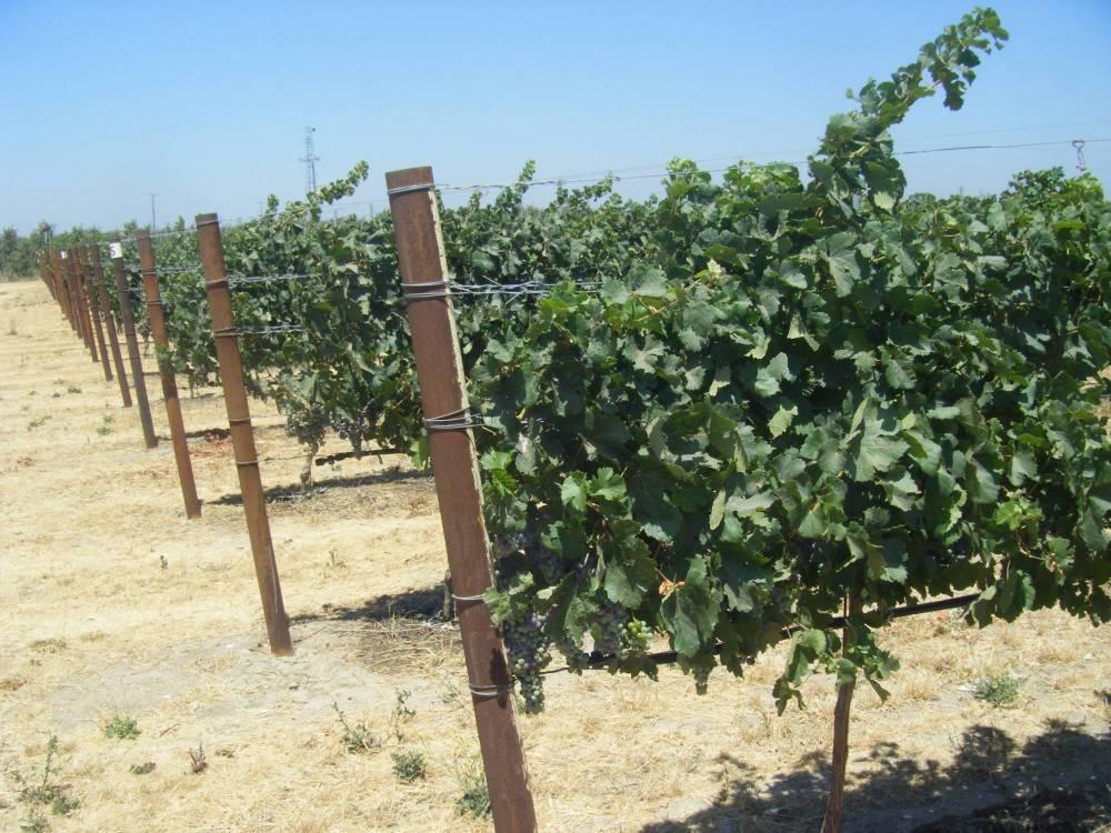 Variability in Vine Canopy Vine vigor, based on