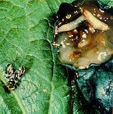 Blueberry Insects Blueberry Maggot Most important pest Larvae feed inside berry 1 per berry Flies emerge in