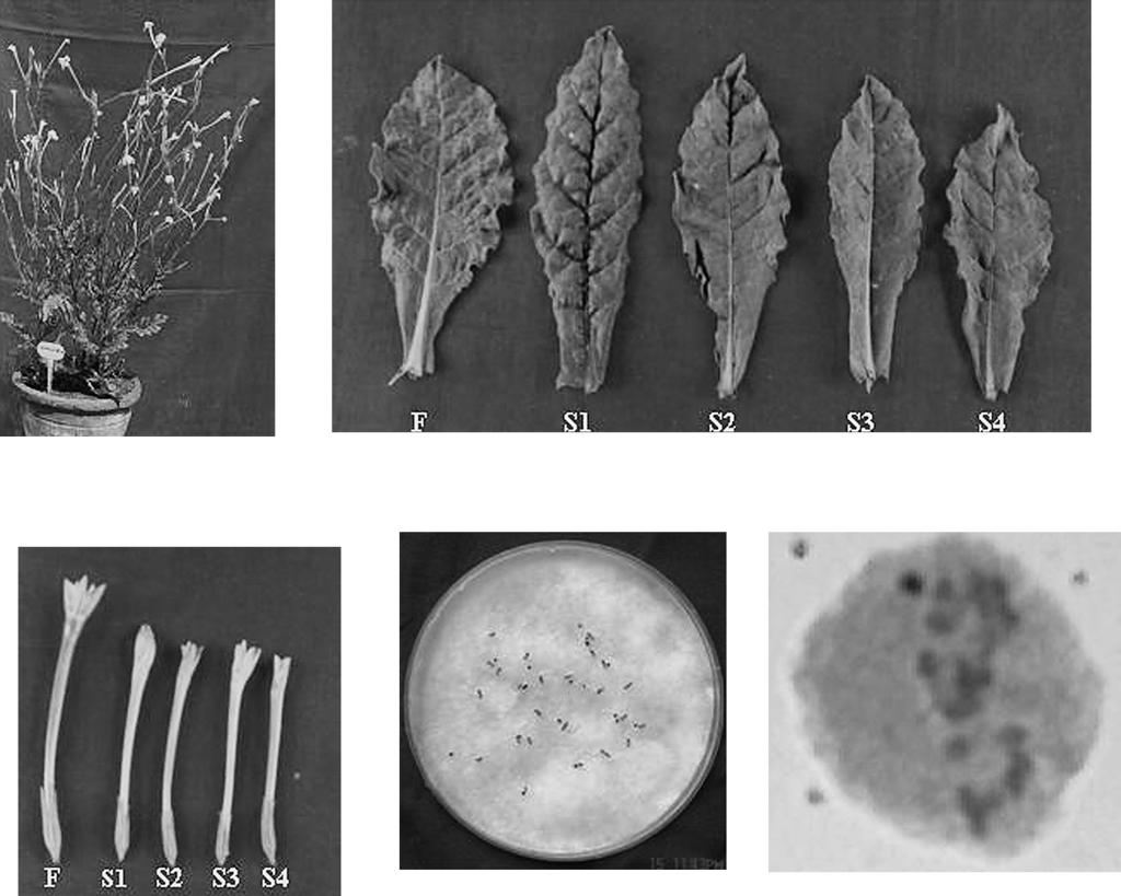 12 Sarala K. et al. Cytologia 73(1) Figs. 1 5. Characterisation of fertile clone of N. excelsior plumbaginifolia, Fig.
