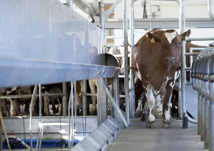 Easy parlour access When the sliding entrance gate is opened cows move forward, straight in.