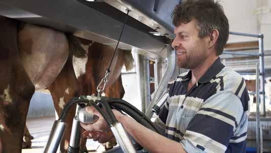 Options for real milker comfort Comfort Start for fast cluster attachment Foldable cluster cleaner at the correct height Your comfort and safety is very important, so DeLaval P2100 is a superb choice