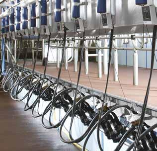 DeLaval P2100 with stand-alone milking units Milking points attached neatly to the stalling Clear view When milk and pulse tubes come
