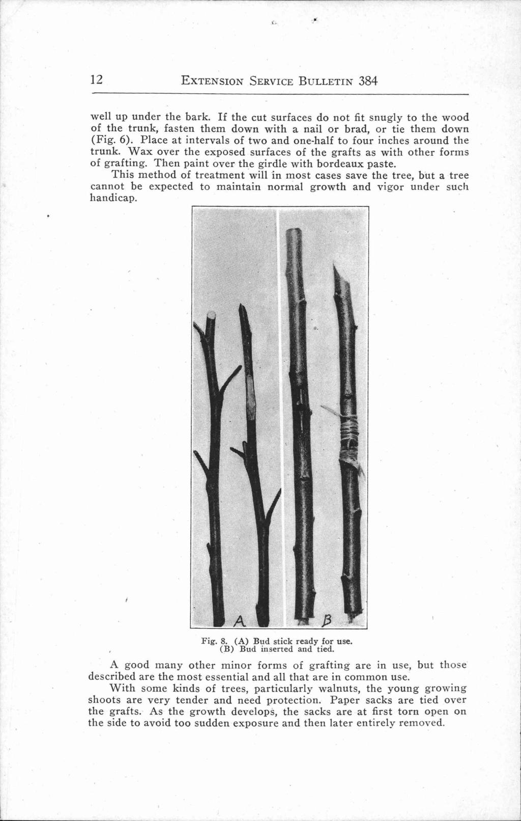 12 EXTENSION SERVICE BULLETIN 384 well up under the bark. If the cut surfaces do not fit snugly to the wood of the trunk, fasten them down with a nail or brad, or tie them down (Fig. 6).