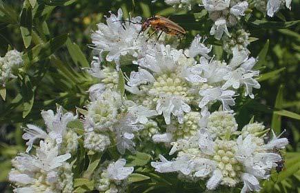Mountain Mint Pycnanthemum virginianum Color: White Blooms: Summer Mature Height: 2 3 Mature Width: 2 4 Sun Exposure: Full Sun Soil Moisture: Moist Mesic Dry Mesic Planting Tips: The name 'Mountain