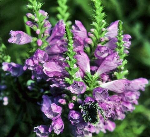 Obedient Plant Physostegia virginiana Color: Pink Blooms: August September Mature Height: 3 4 Mature Width: 2 4 Sun Exposure: Full Sun Soil Moisture: Mesic Wet Planting Tips: Also known as False